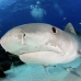 shark_tiger_ft_lbb_v_3614_bah4285.jpg